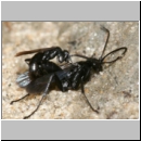 Anoplius nigerrimus - Wegwespen-Paarung 01b OS-Hasbergen-Lehmhuegel.jpg